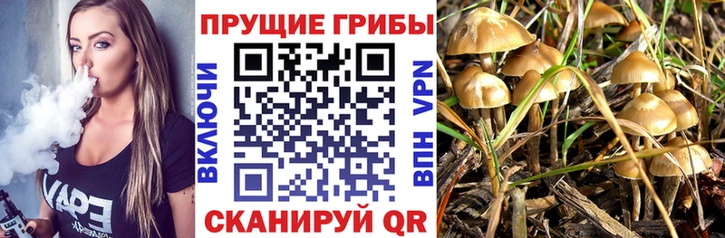 Галлюциногенные грибы Psilocybine cubensis  Тольятти 